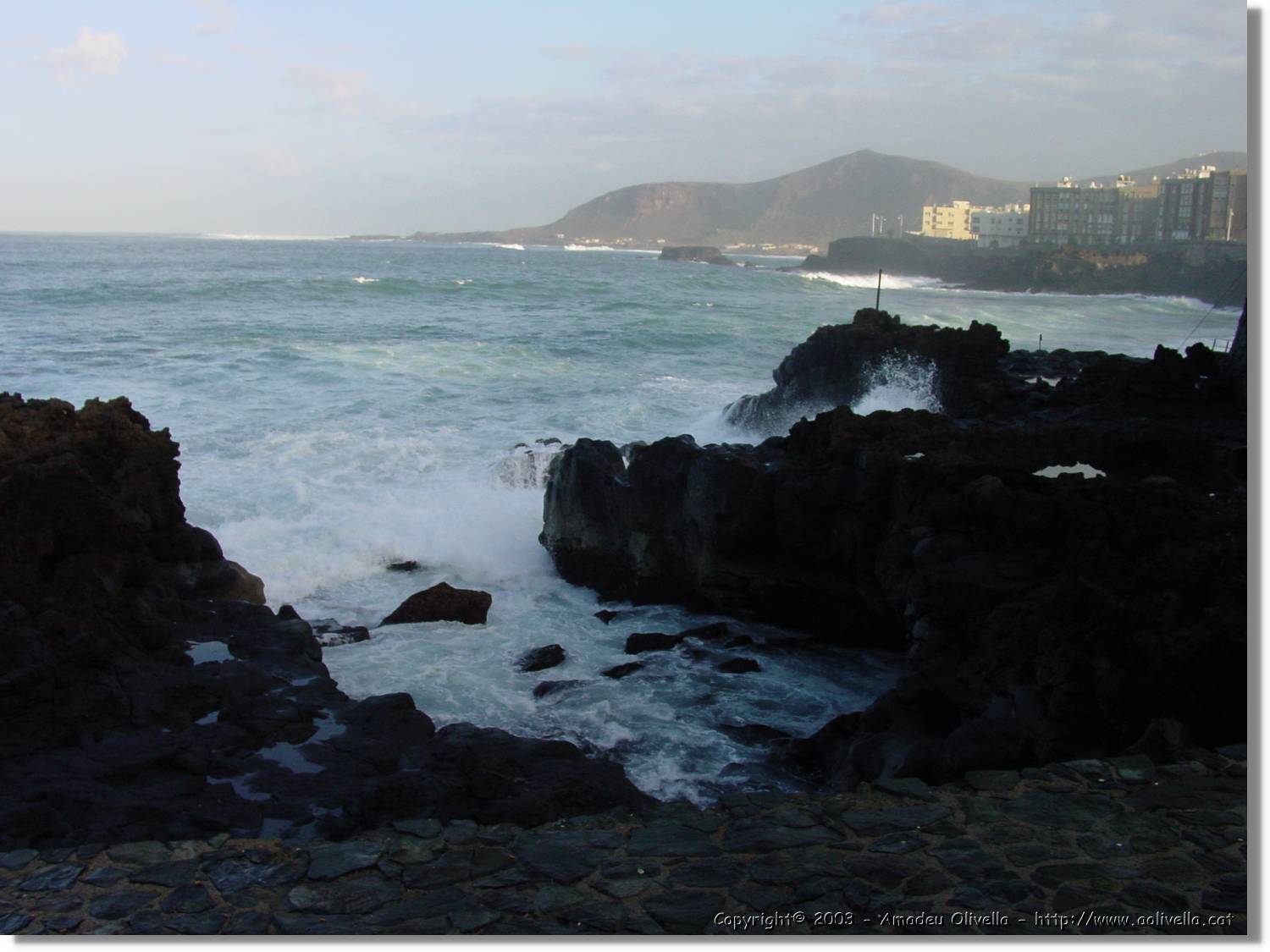 Canaries_50.jpg