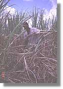 Cuba_147.jpg
