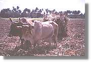 Cuba_150.jpg