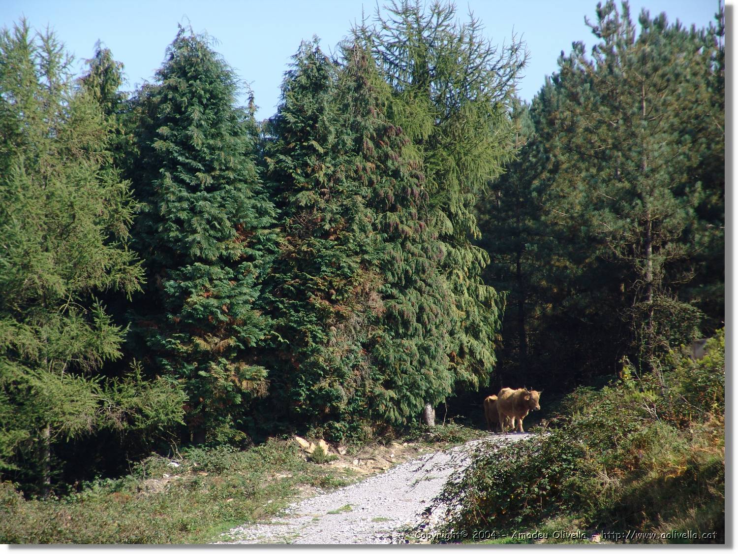 Euskadi_021.jpg