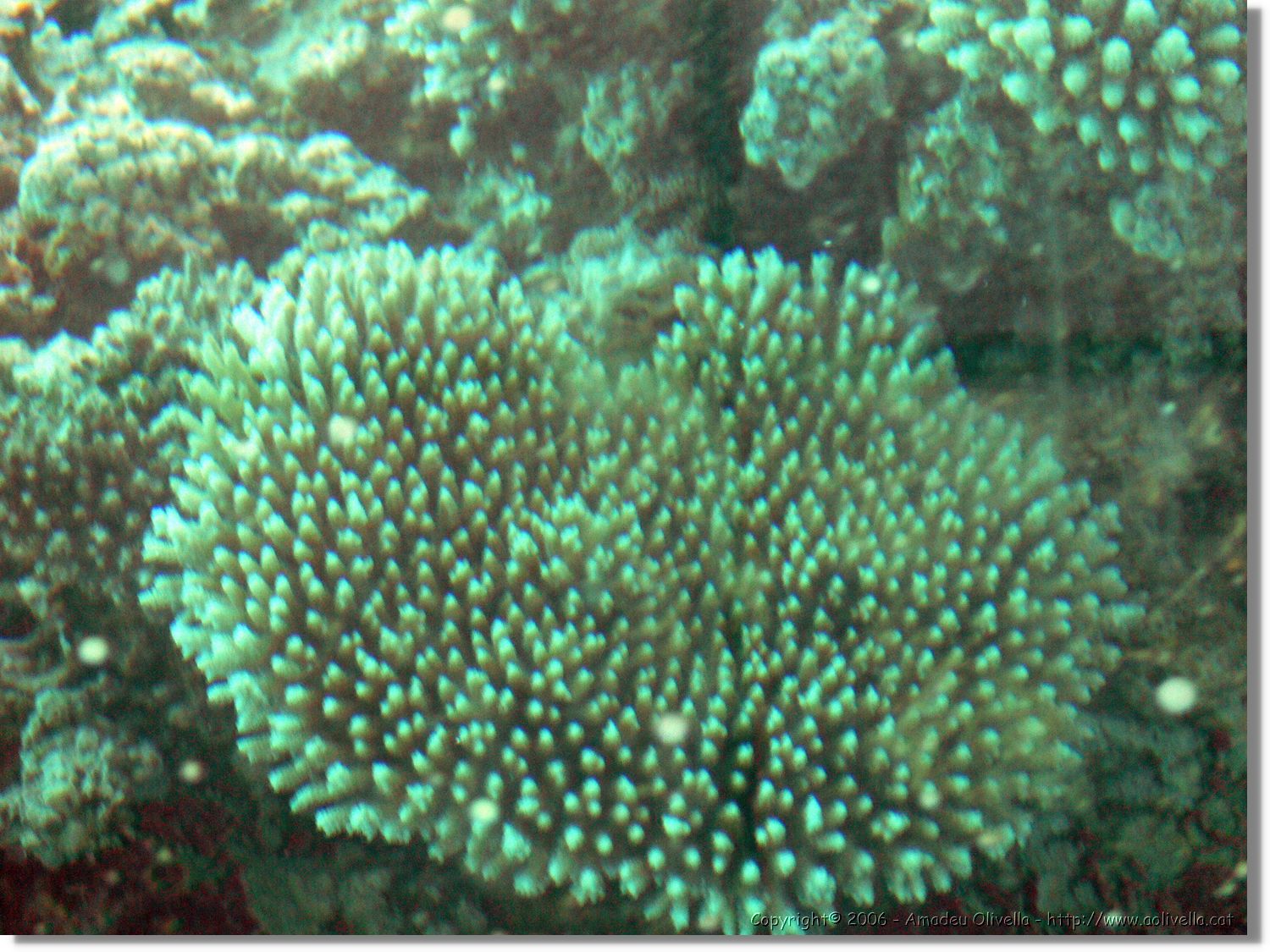 Aqaba_025.jpg