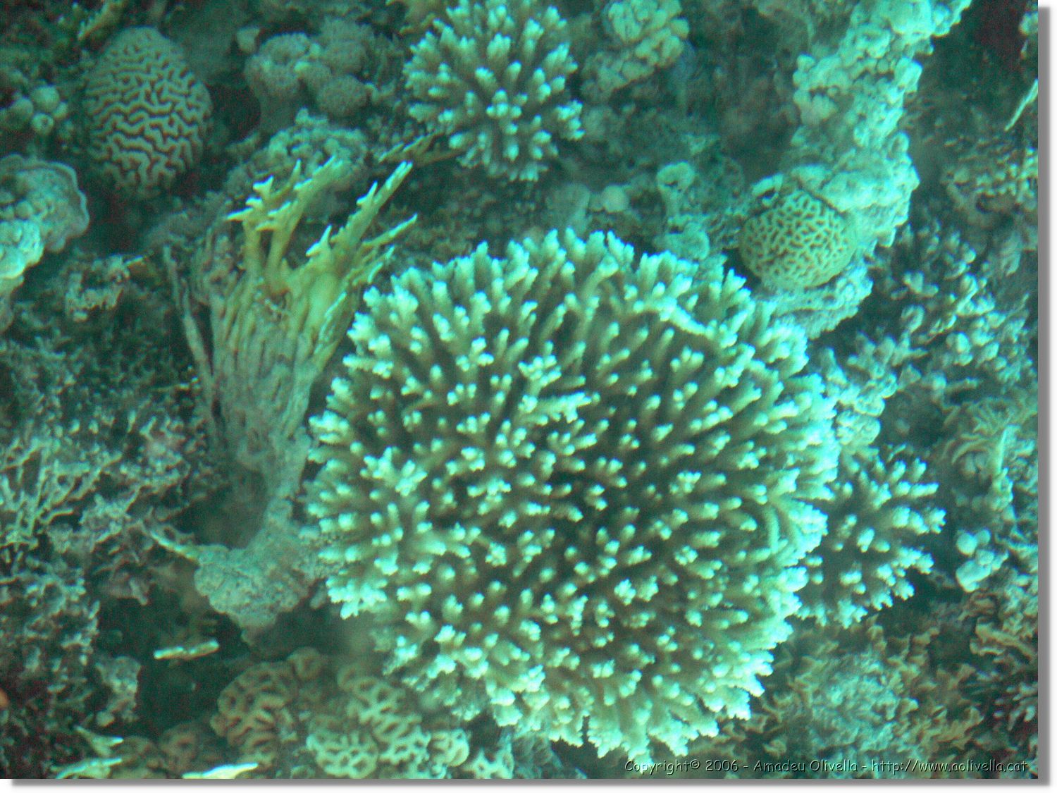Aqaba_026.jpg