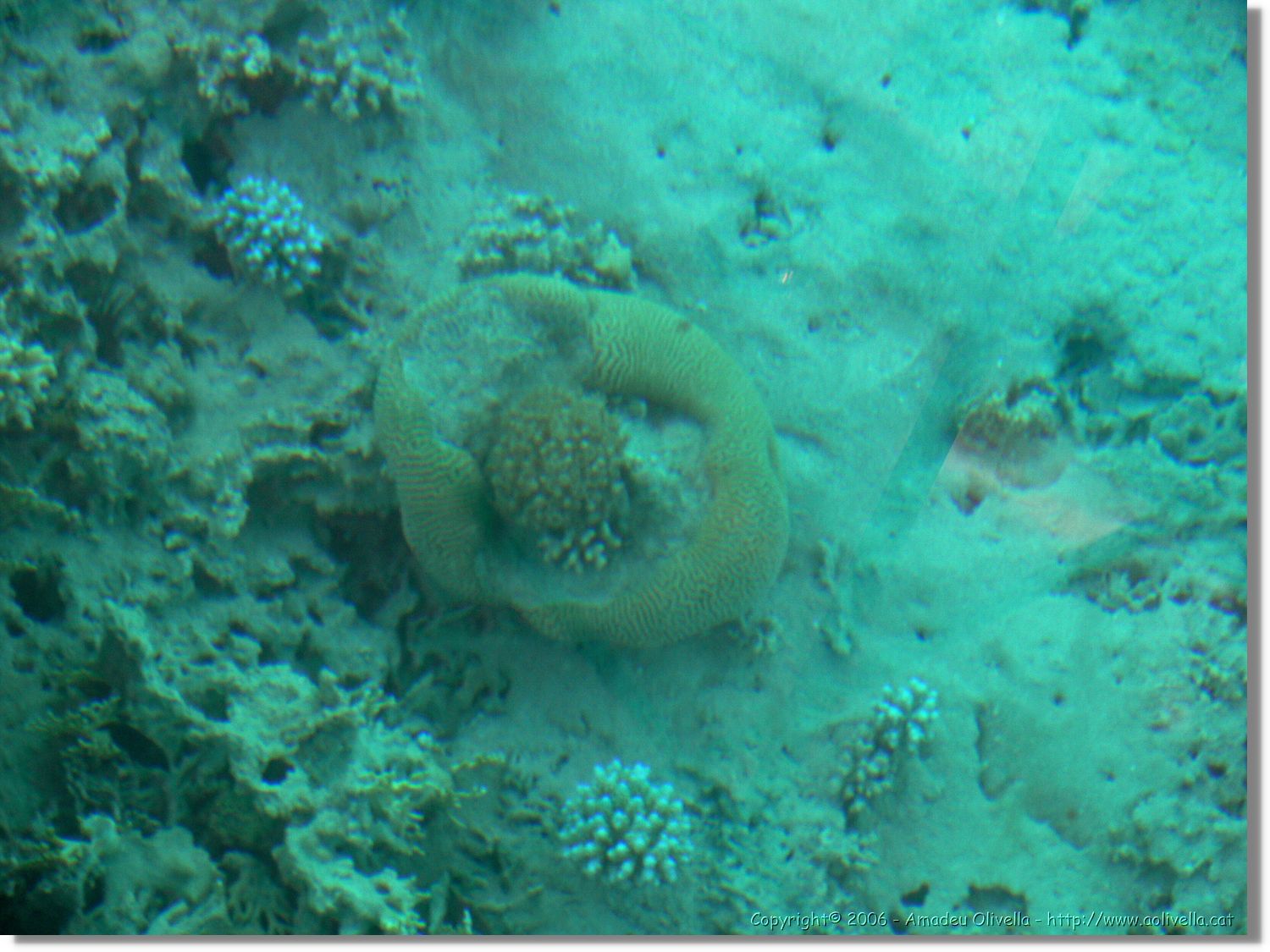 Aqaba_027.jpg