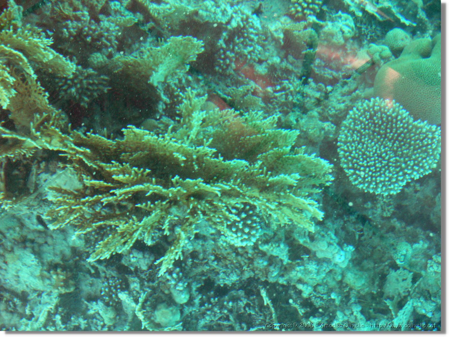 Aqaba_028.jpg