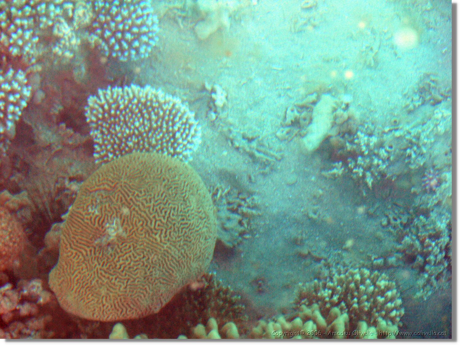 Aqaba_030.jpg