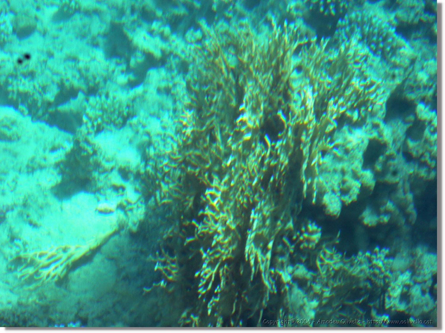 Aqaba_031.jpg