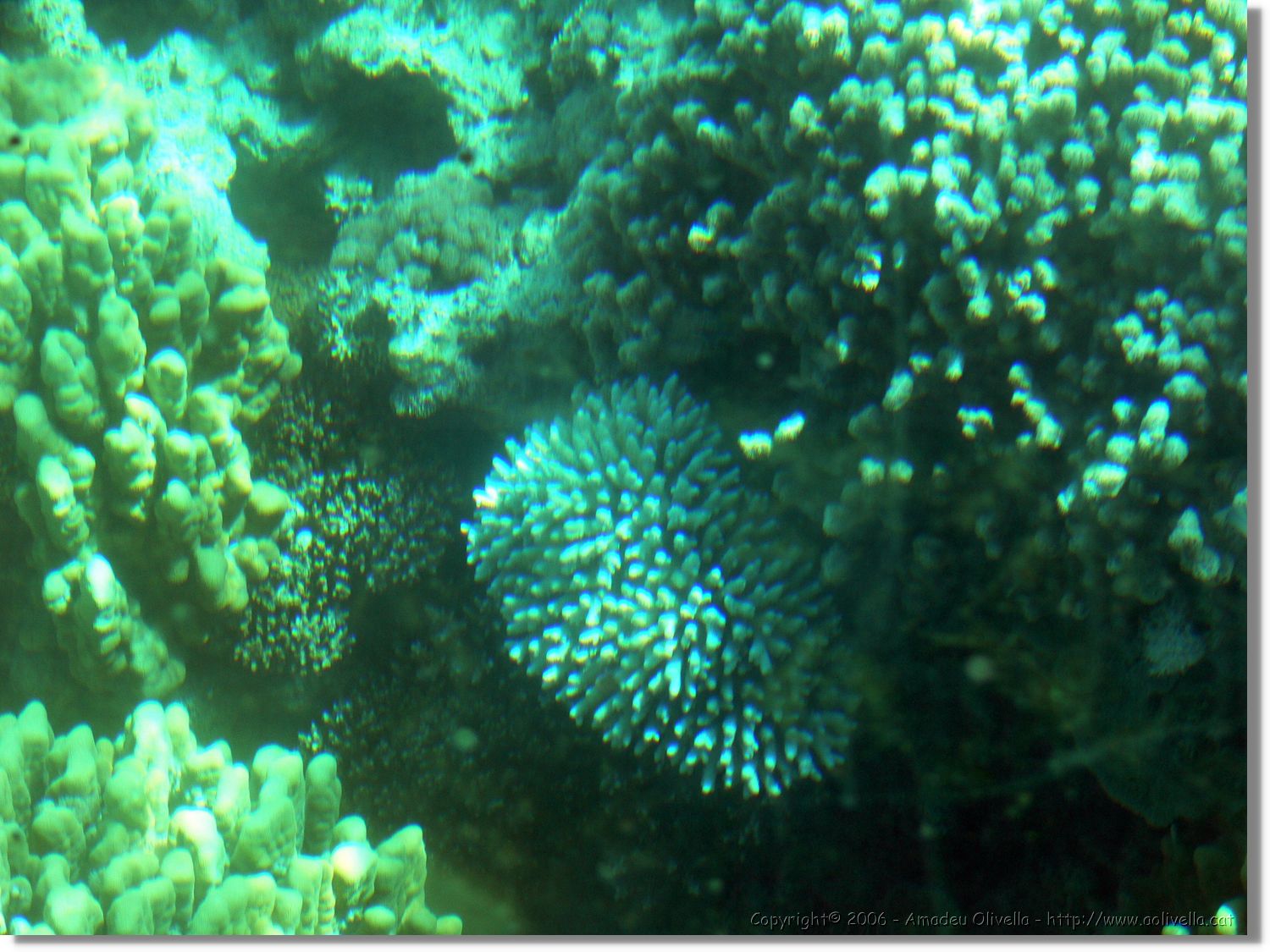 Aqaba_033.jpg