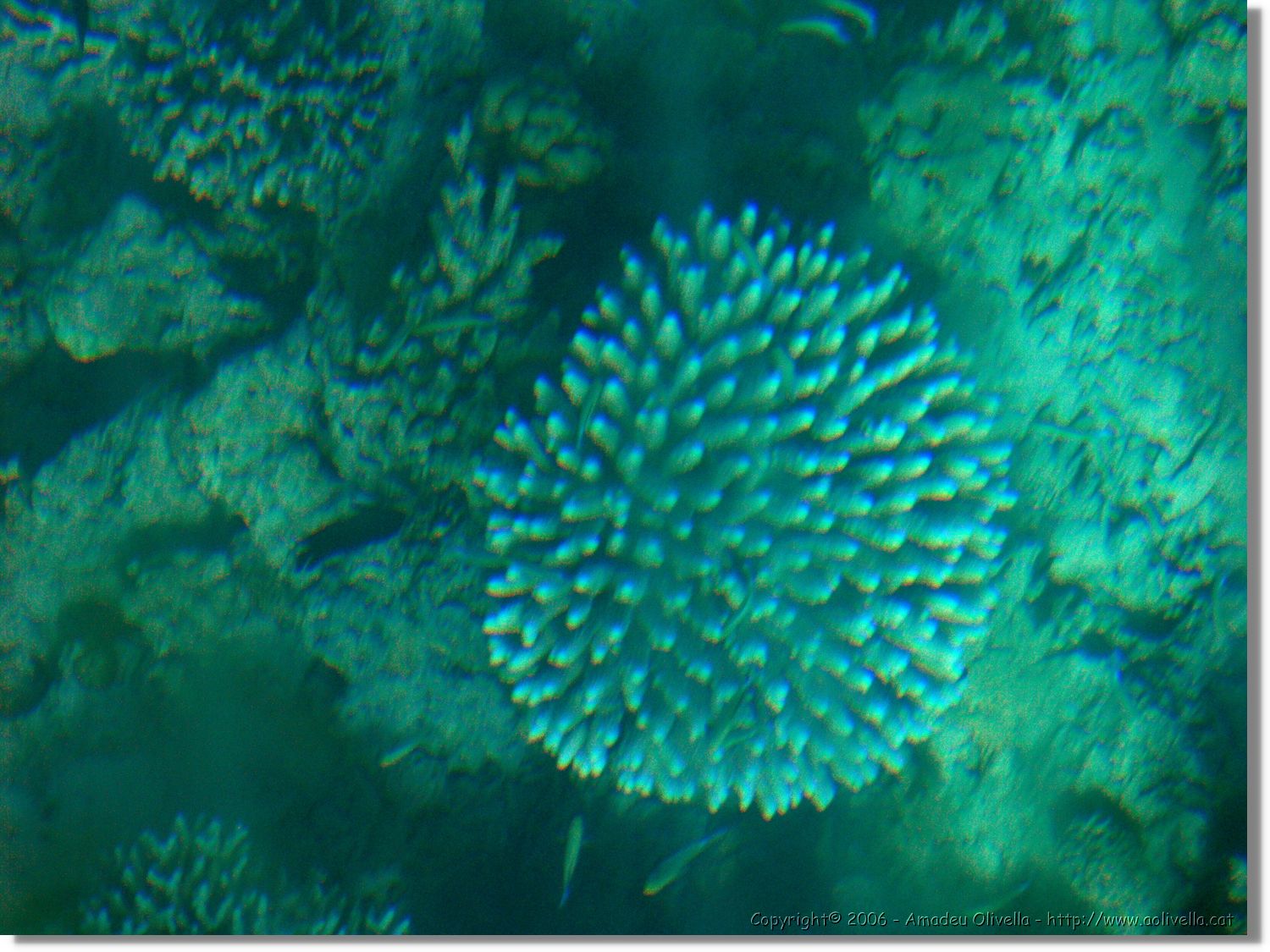 Aqaba_037.jpg