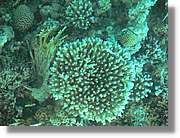 Aqaba_026.jpg