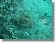 Aqaba_027.jpg