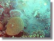 Aqaba_030.jpg
