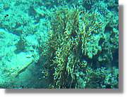 Aqaba_031.jpg
