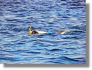 Aqaba_044.jpg