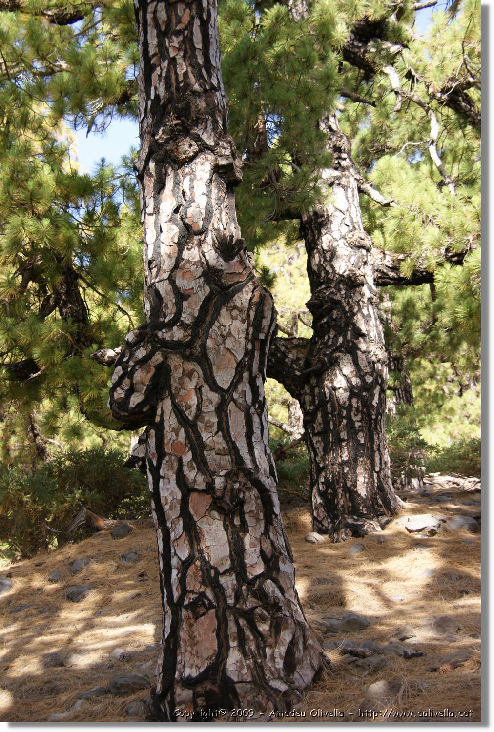 Taburiente_028.jpg