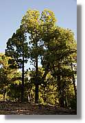 Taburiente_015.jpg