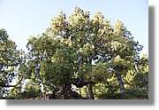 Taburiente_018.jpg