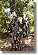 Taburiente_028.jpg