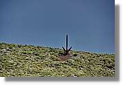 Taburiente_126.jpg