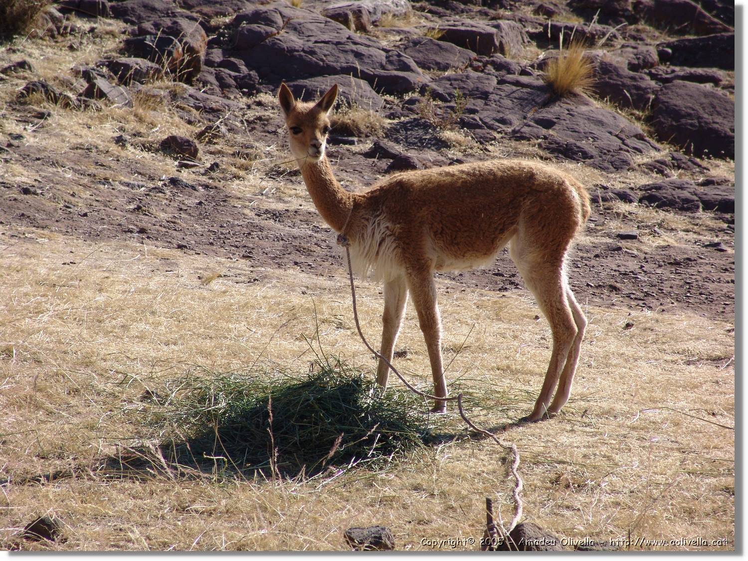 Altipla_058.jpg