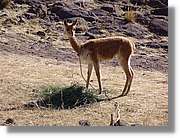 Altipla_058.jpg