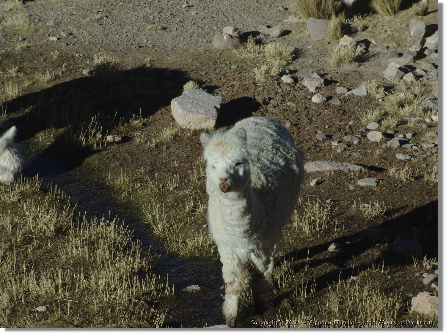 Arequipa_212.jpg