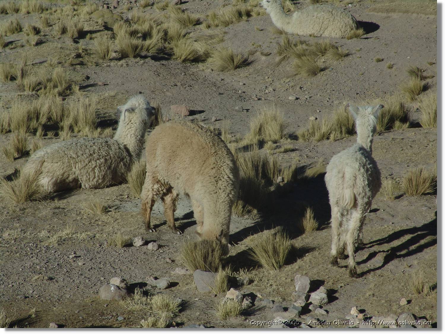 Arequipa_213.jpg