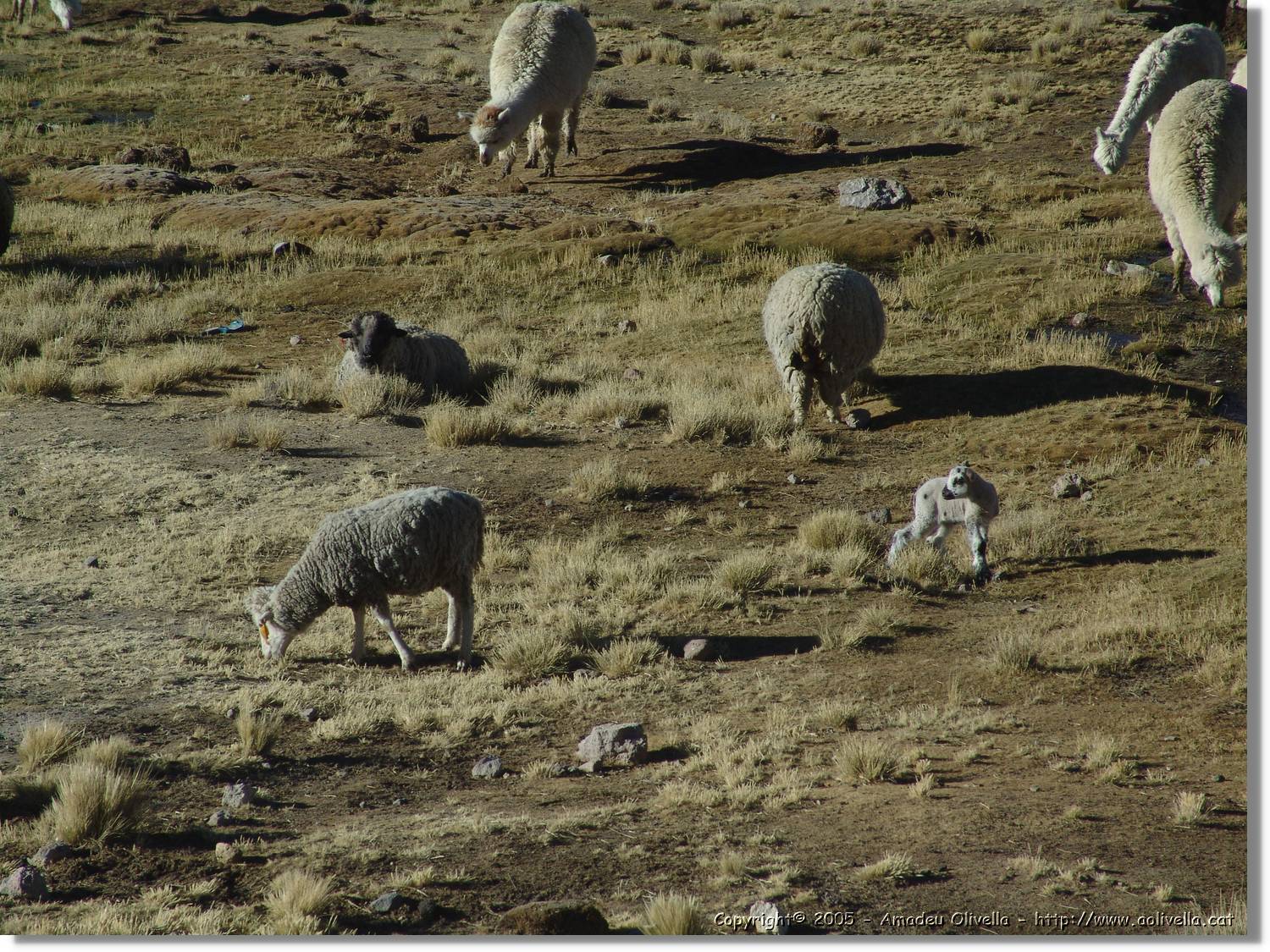 Arequipa_215.jpg