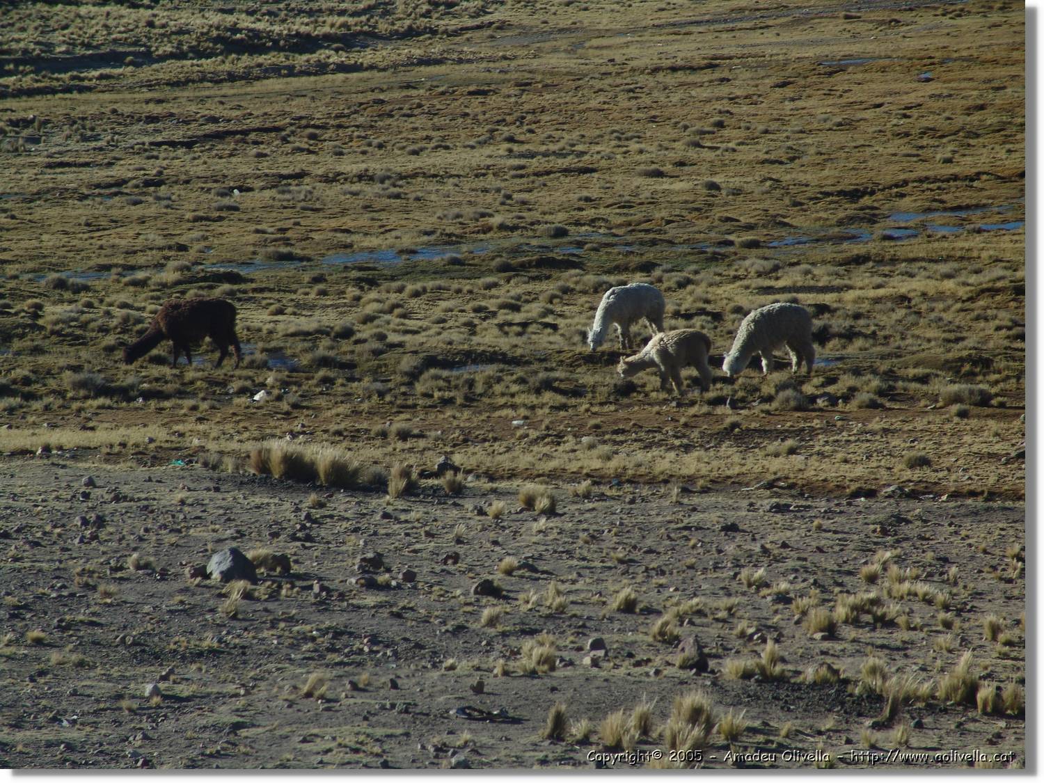 Arequipa_218.jpg