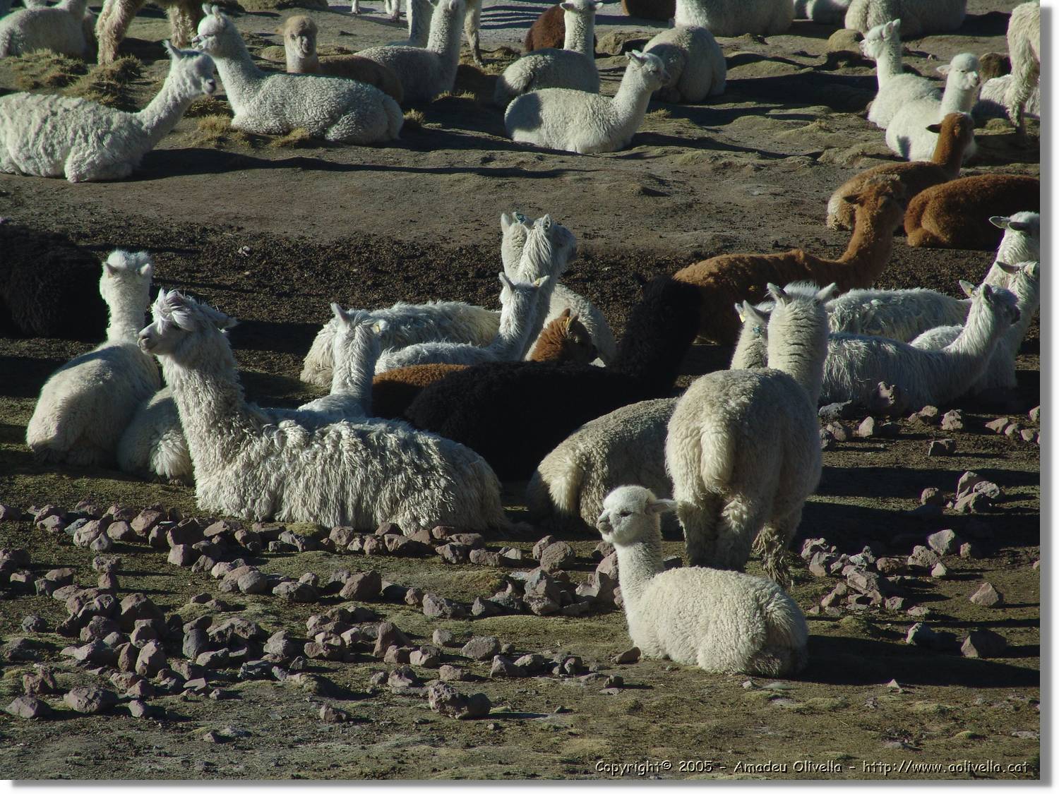 Arequipa_224.jpg