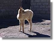 Arequipa_205.jpg