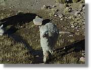 Arequipa_212.jpg