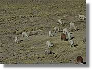 Arequipa_214.jpg