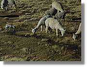 Arequipa_216.jpg