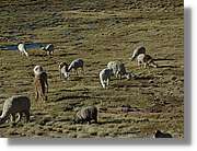Arequipa_217.jpg