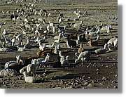 Arequipa_220.jpg