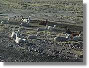Arequipa_221.jpg