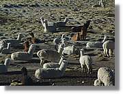 Arequipa_222.jpg