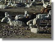 Arequipa_224.jpg