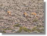 Arequipa_227.jpg