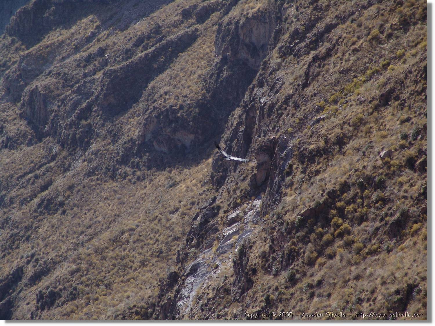 Colca_071.jpg