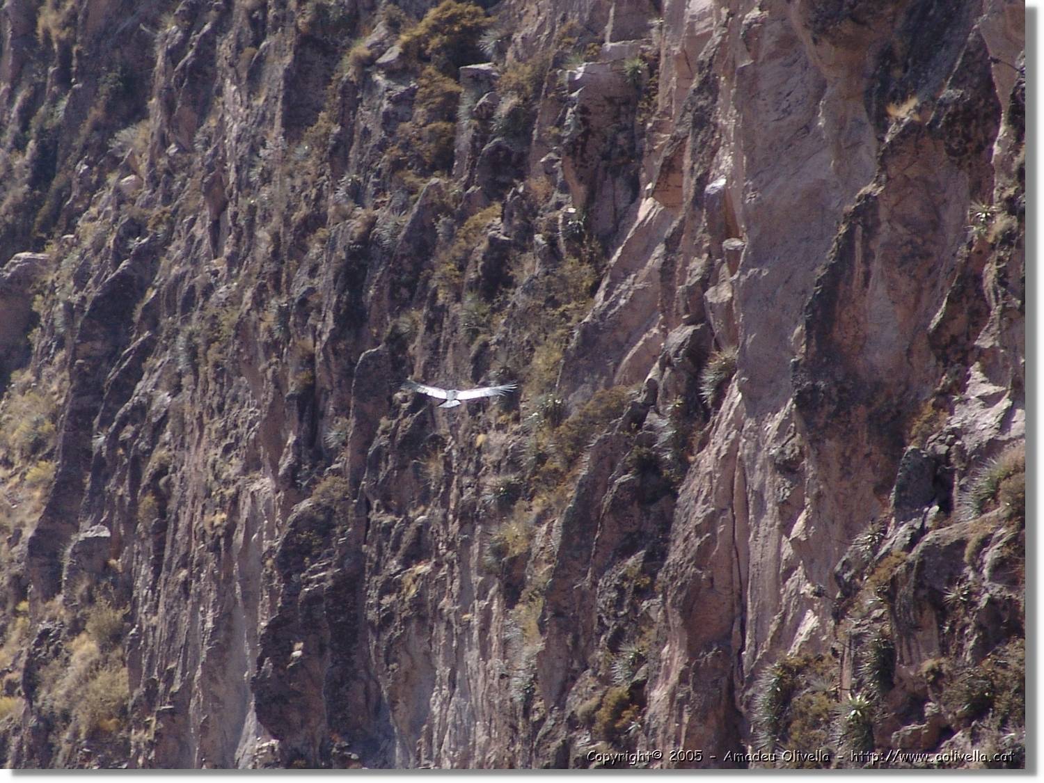 Colca_072.jpg