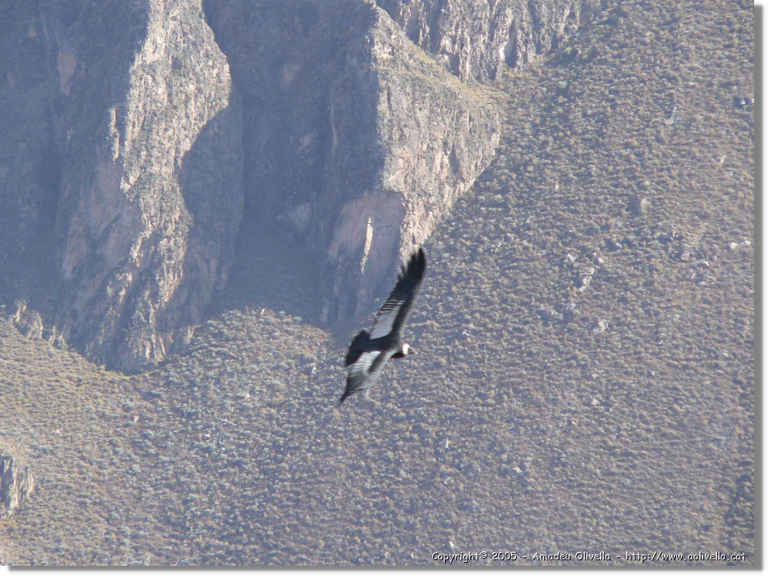 Colca_073.jpg