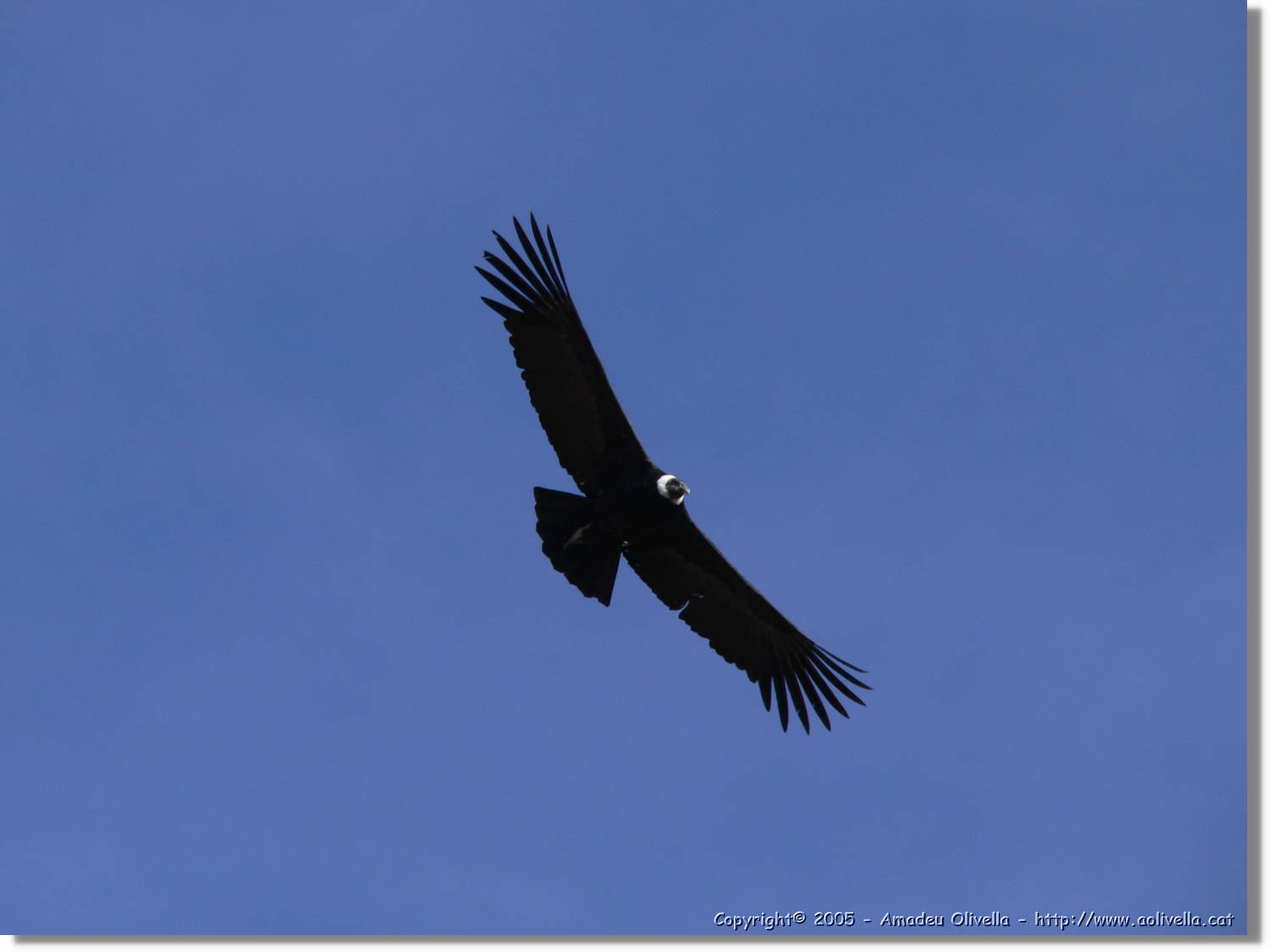 Colca_076.jpg