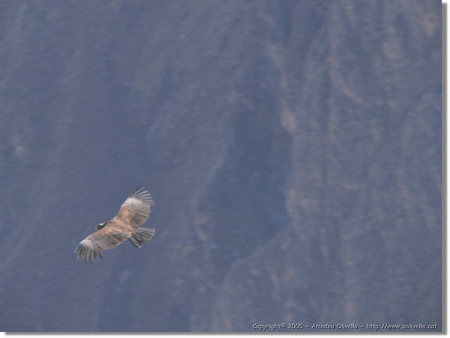 Colca_082.jpg