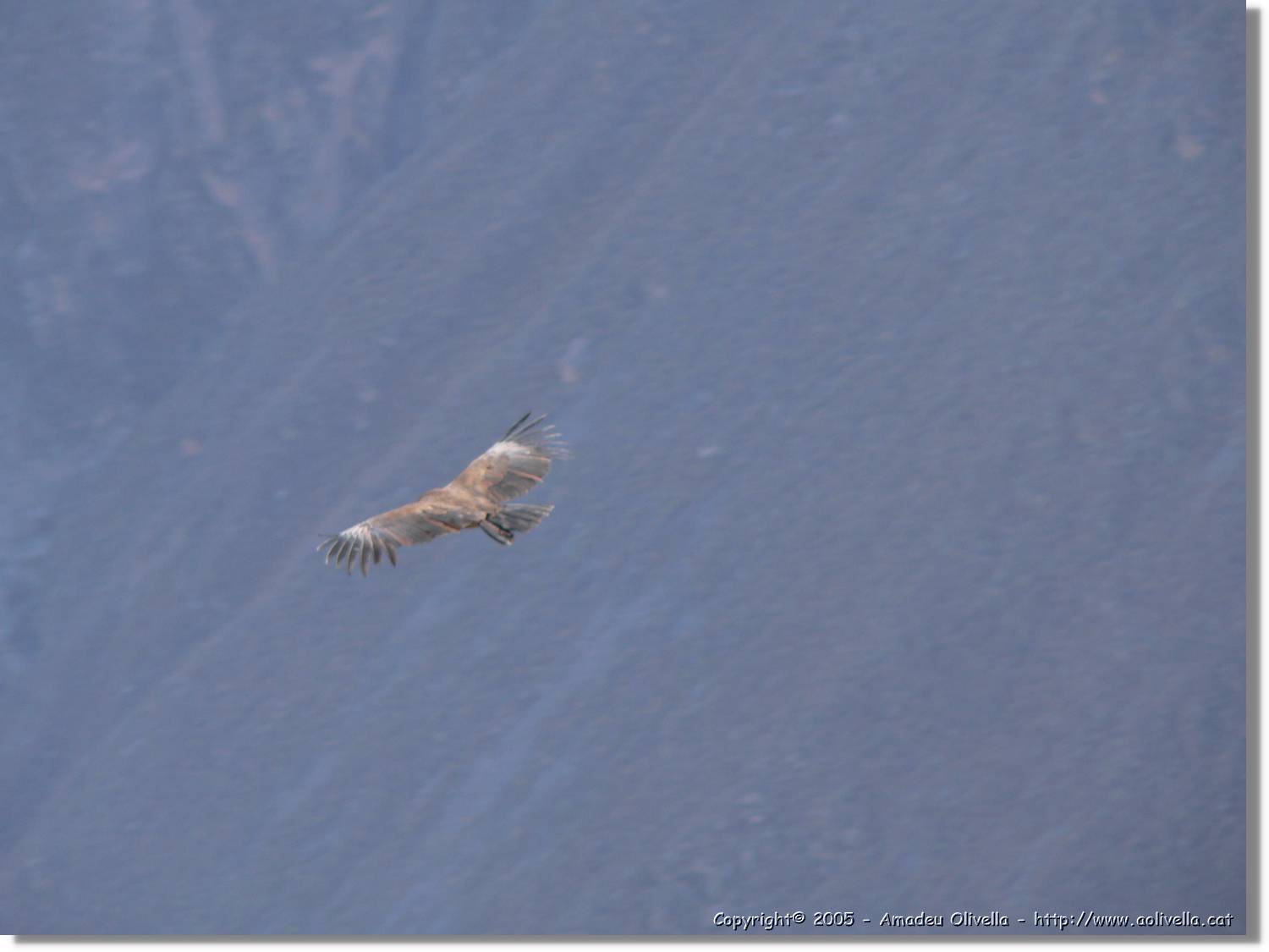 Colca_083.jpg