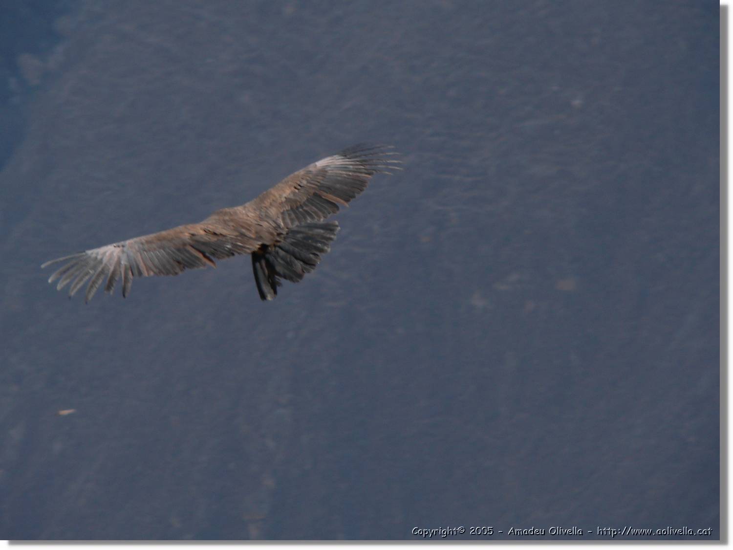 Colca_087.jpg