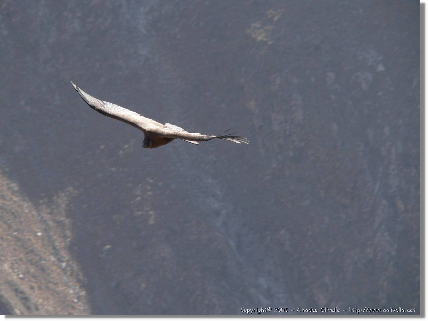 Colca_088.jpg