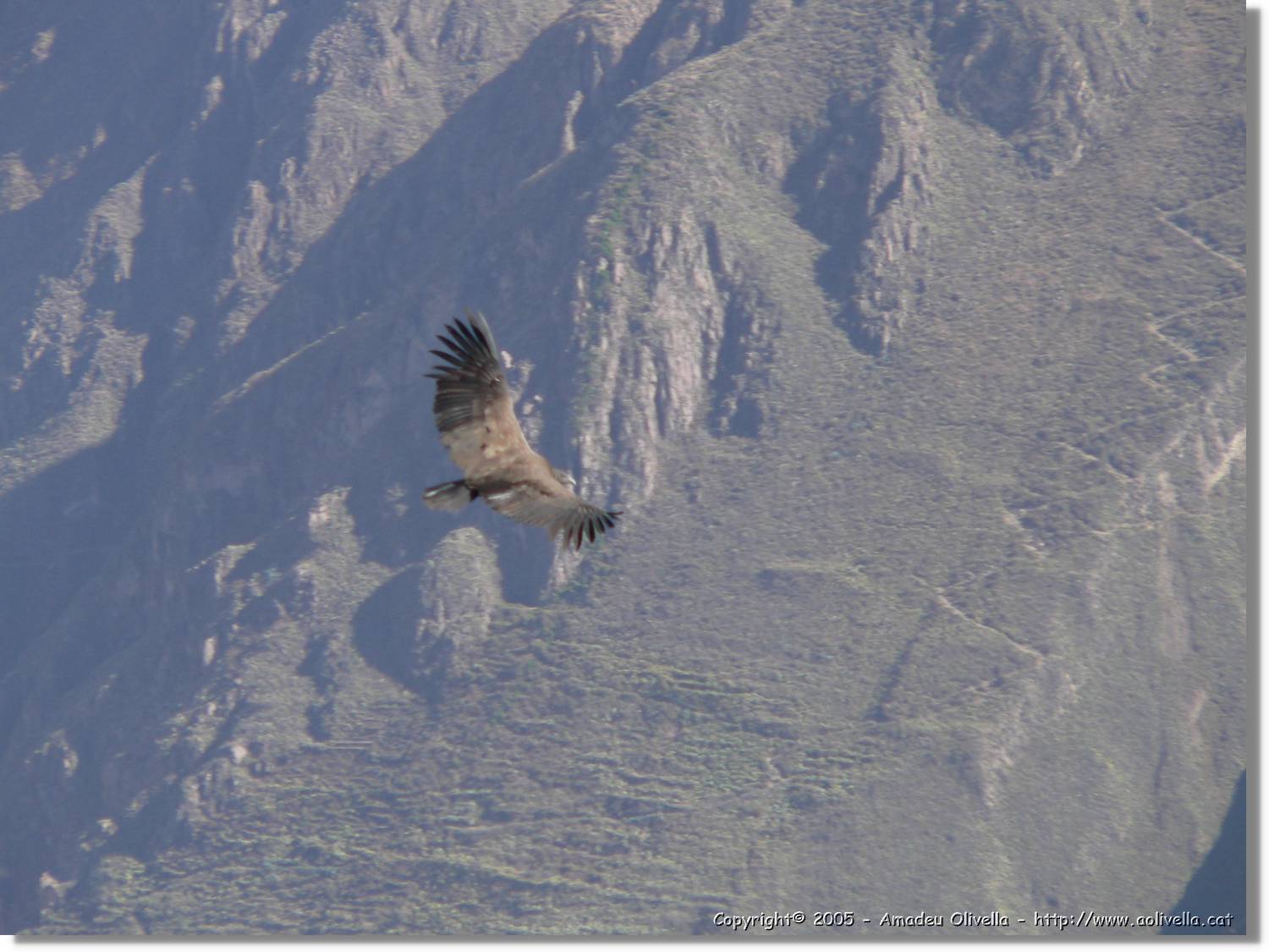 Colca_089.jpg