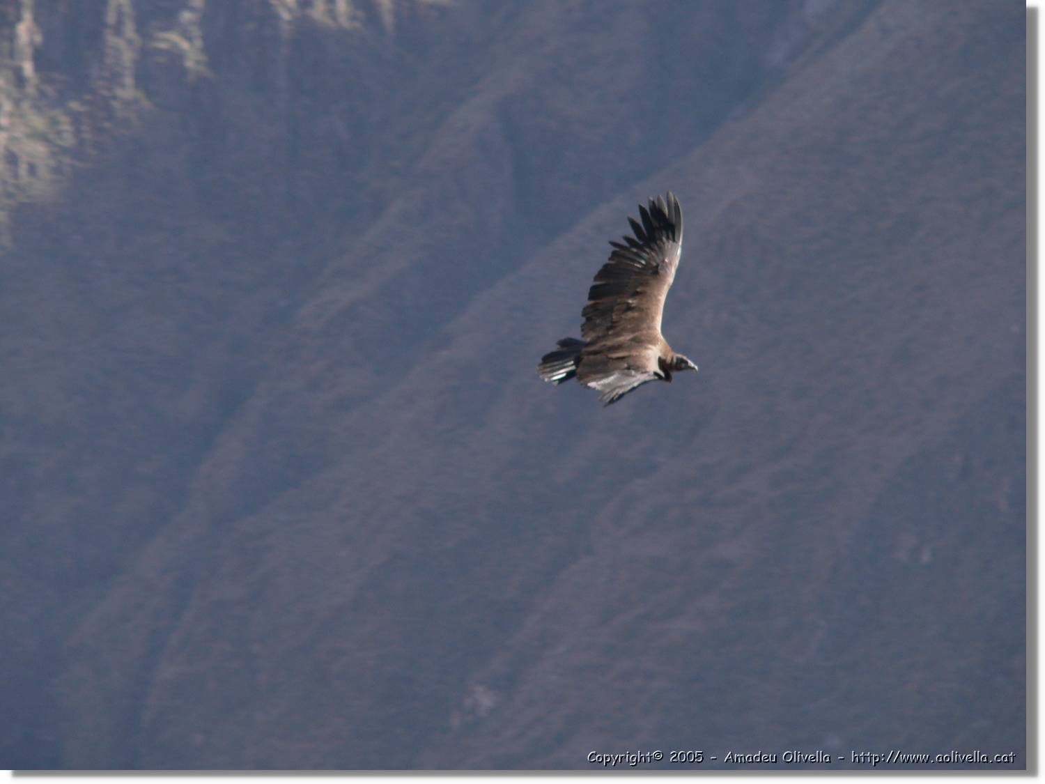 Colca_091.jpg
