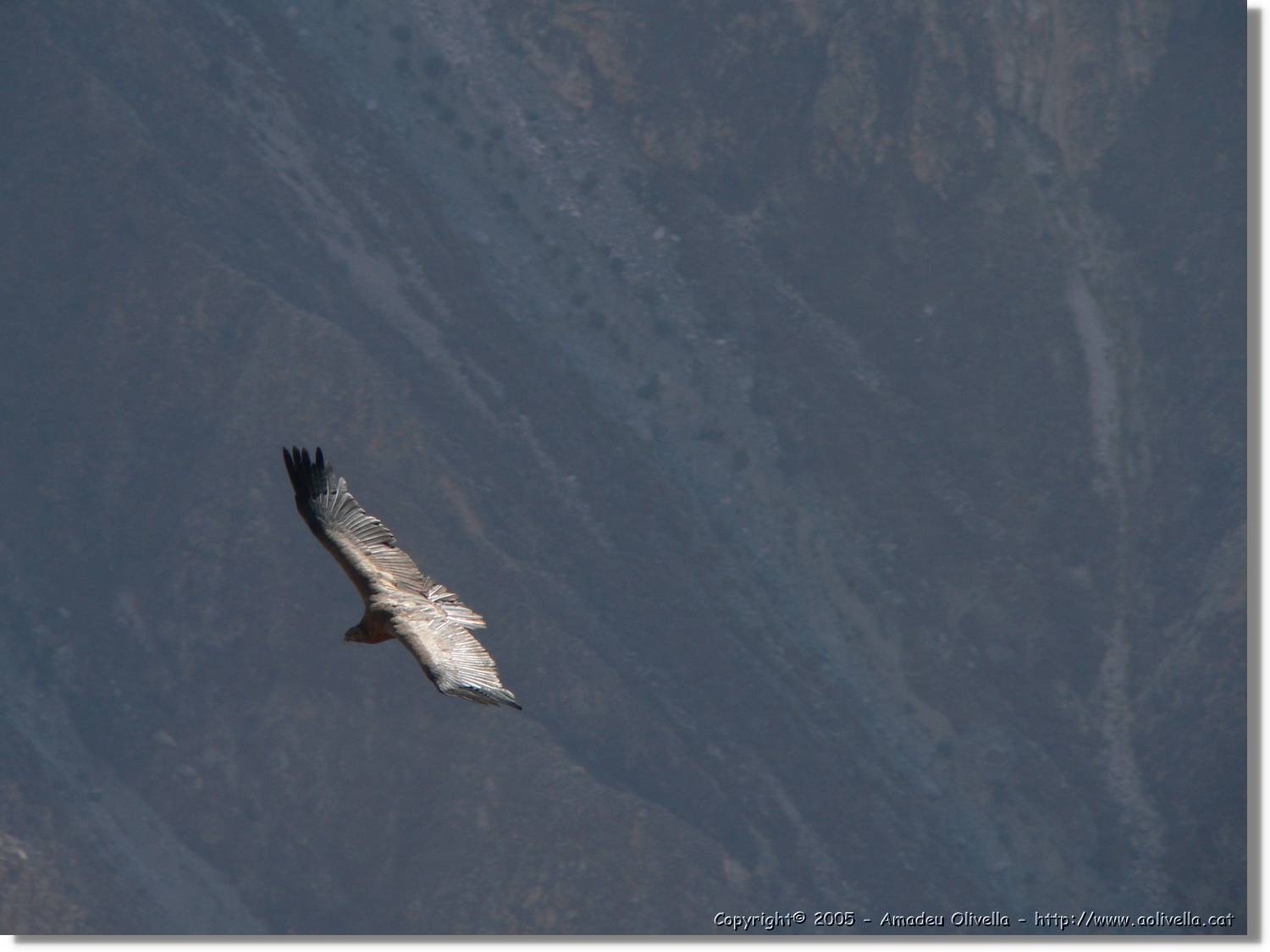 Colca_097.jpg